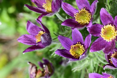Bahçedeki güzel menekşe çiçeklerinin yakın görüntüsü 
