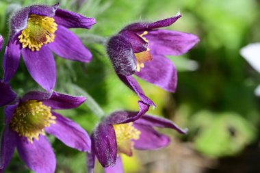 Bahçedeki güzel menekşe çiçeklerinin yakın görüntüsü 