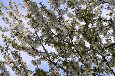 İlkbaharda çiçek açan ağacın manzarasını kapat
