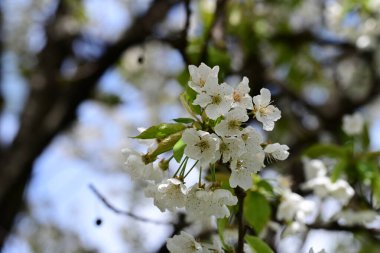 İlkbaharda çiçek açan ağacın manzarasını kapat