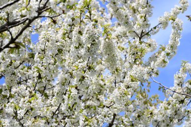 İlkbaharda çiçek açan ağacın manzarasını kapat