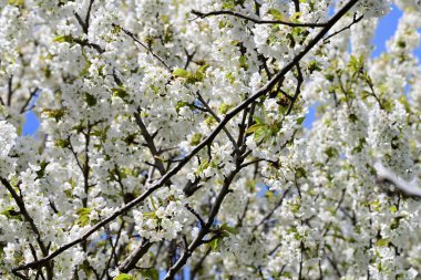 İlkbaharda çiçek açan ağacın manzarasını kapat