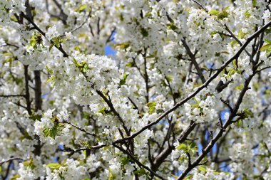 Bahçedeki ağaçta açan güzel çiçekler.