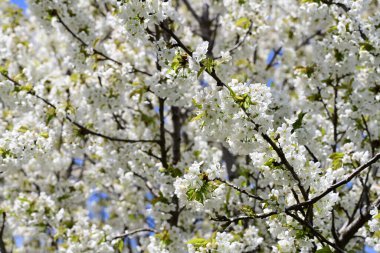 Bahçedeki ağaçta açan güzel çiçekler.