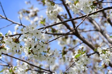 Bahçedeki ağaçta açan güzel çiçekler.