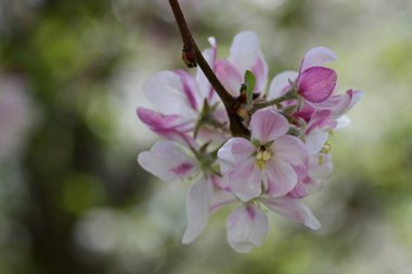 Bahçedeki ağaçta açan güzel çiçekler.