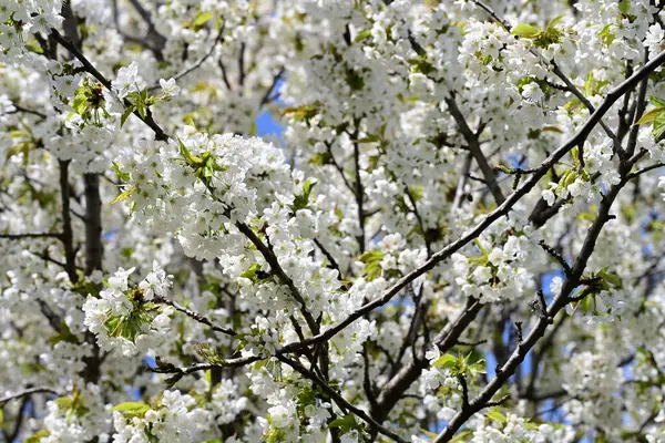 Bahçedeki ağaçta açan güzel çiçekler.