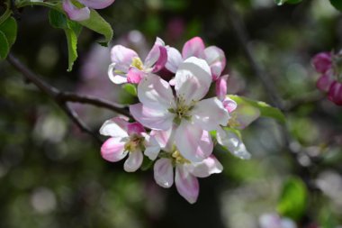 Bahçedeki ağaçta açan güzel çiçekler.