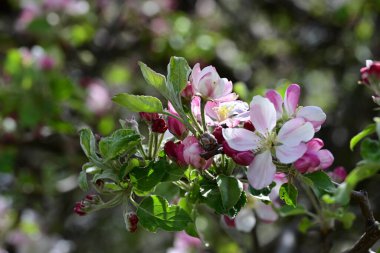Bahçedeki ağaçta açan güzel çiçekler.