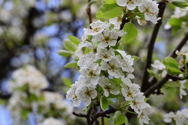 Elma ağacının beyaz çiçekleri. Güzel açan bahar ağacı.