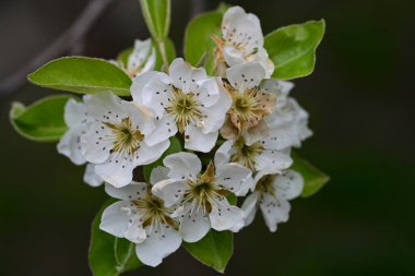 Elma ağacının beyaz çiçekleri. Güzel açan bahar ağacı.