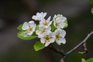 Elma ağacının beyaz çiçekleri. Güzel açan bahar ağacı.