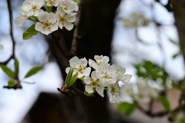Elma ağacının beyaz çiçekleri. Güzel açan bahar ağacı.