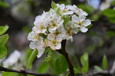 Elma ağacının beyaz çiçekleri. Güzel açan bahar ağacı.