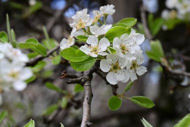 Elma ağacının beyaz çiçekleri. Güzel açan bahar ağacı.