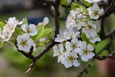 Elma ağacının beyaz çiçekleri. Güzel açan bahar ağacı.