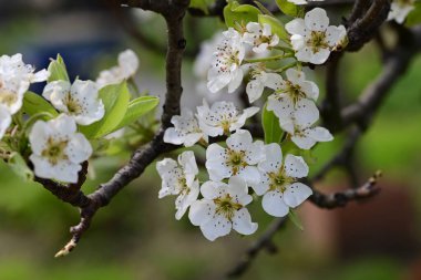 Elma ağacının beyaz çiçekleri. Güzel açan bahar ağacı.