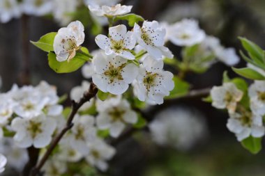 Elma ağacının beyaz çiçekleri. Güzel açan bahar ağacı.