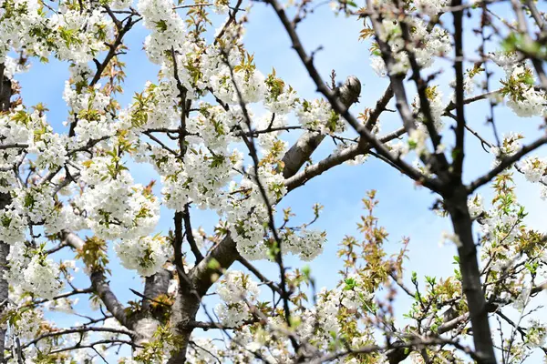 Elma ağacının beyaz çiçekleri. Güzel açan bahar ağacı.