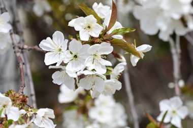 Elma ağacının beyaz çiçekleri. Güzel açan bahar ağacı.