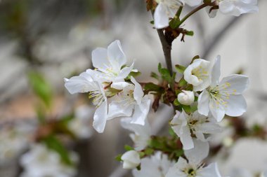 Elma ağacının beyaz çiçekleri. Güzel açan bahar ağacı.