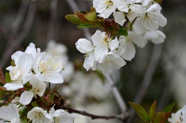 Elma ağacının beyaz çiçekleri. Güzel açan bahar ağacı.