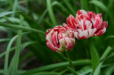 bahçede büyüyen kırmızı lale