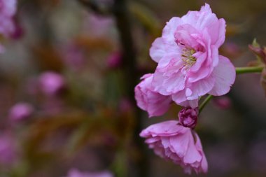 Bahçedeki ağaçta açan güzel çiçekler.