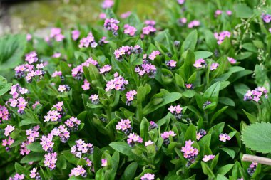 bahçede büyüyen güzel pembe çiçekler