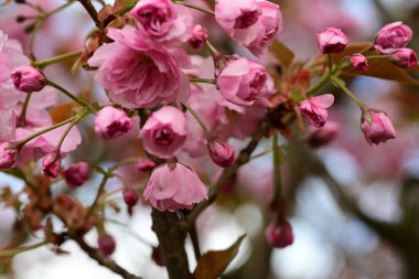 Bahçedeki ağaçta açan güzel çiçekler.