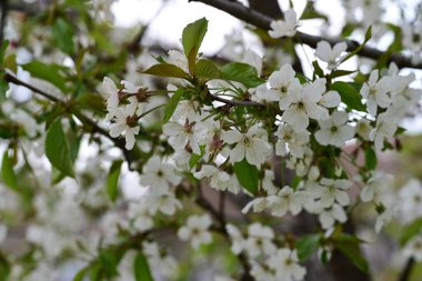 Elma ağacının beyaz çiçekleri. Güzel açan bahar ağacı.