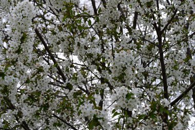 Elma ağacının beyaz çiçekleri. Güzel açan bahar ağacı.
