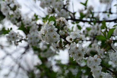 Elma ağacının beyaz çiçekleri. Güzel açan bahar ağacı.