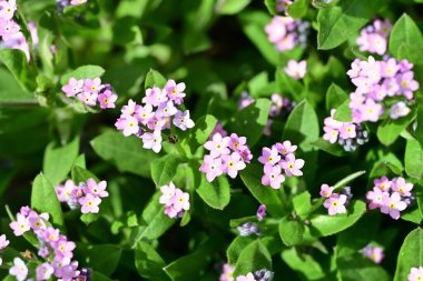 bahçede büyüyen güzel pembe çiçekler