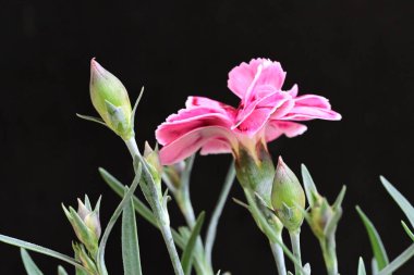 Siyah arka planda güzel pembe çiçekler