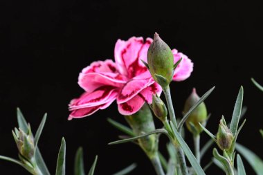 Siyah arka planda güzel pembe çiçekler