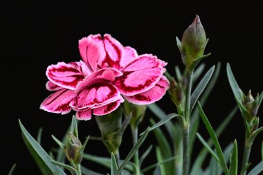Siyah arka planda güzel pembe çiçekler