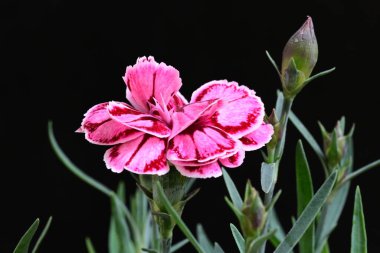 Siyah arka planda güzel pembe çiçekler