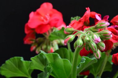 Siyah arka planda güzel pembe çiçekler