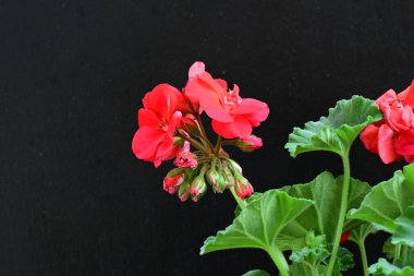 Siyah arka planda güzel pembe çiçekler