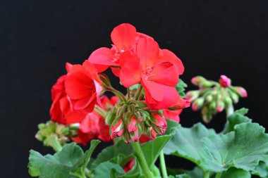 güzel kırmızı çiçekler siyah arkaplanda