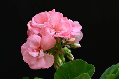 güzel pembe çiçekler siyah arkaplanda