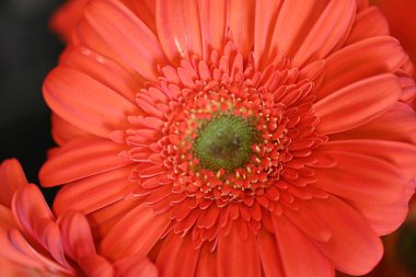 Güzel turuncu Gerbera çiçeği, yaklaş.