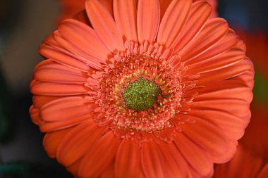 Güzel turuncu Gerbera çiçeği, yaklaş.