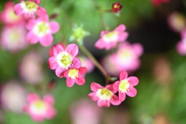 bahçede büyüyen güzel pembe çiçekler