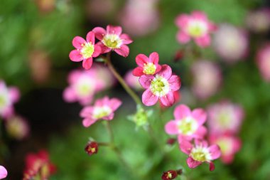 bahçede büyüyen güzel pembe çiçekler
