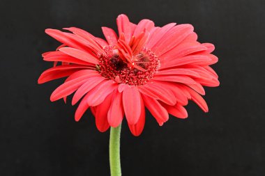 Siyah arkaplanda kırmızı Gerbera çiçeği