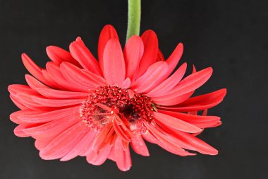 Siyah arkaplanda kırmızı Gerbera çiçeği