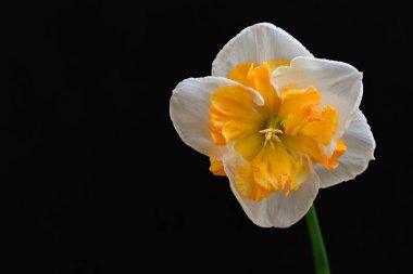 Narcissus ilkbahar çiçeği siyah arkaplanda yakın görünüm 