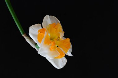 Narcissus ilkbahar çiçeği siyah arkaplanda yakın görünüm 